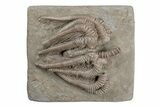Fossil Crinoid (Agaricocrinus) With Starfish - Crawfordsville #216138-1